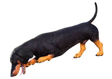 Dachshund, porsuk ya da sosisli sandviçin beyaz arka planda 3 boyutlu görüntülenmesi
