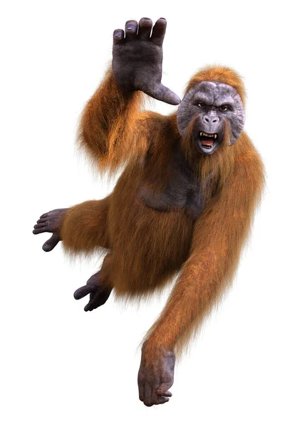 Rendering Eines Orang Utans Isoliert Auf Weißem Hintergrund — Stockfoto