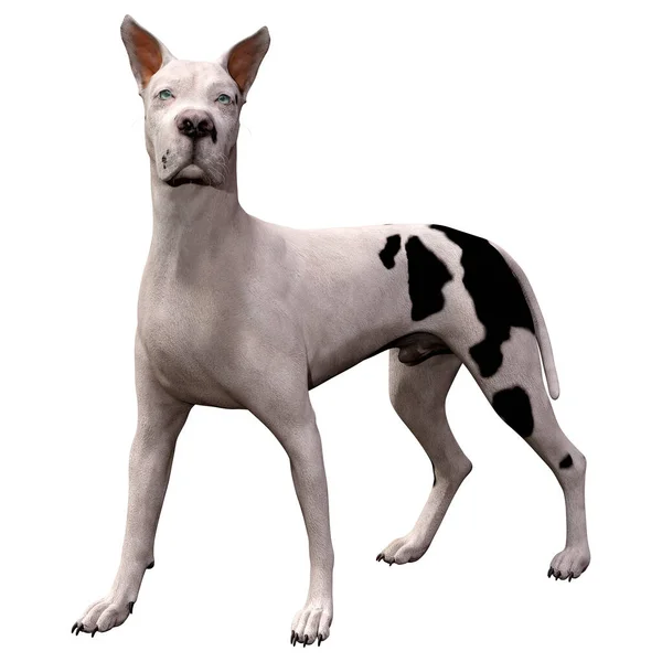 Weergave Van Een Great Dane Hond Geïsoleerd Witte Achtergrond — Stockfoto