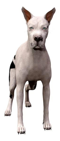 Renderização Cão Great Dane Isolado Fundo Branco — Fotografia de Stock