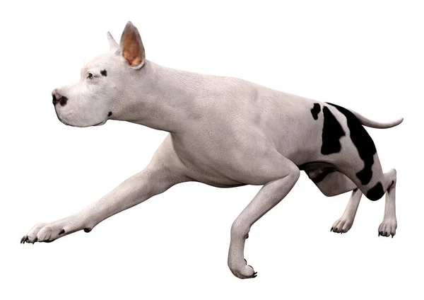 Darstellung Eines Doggen Hundes Isoliert Auf Weißem Hintergrund — Stockfoto