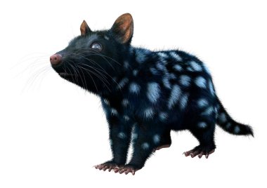 Beyaz arka planda izole edilmiş siyah bir quoll hayvanının ya da yerli bir kedinin 3 boyutlu görüntüsü