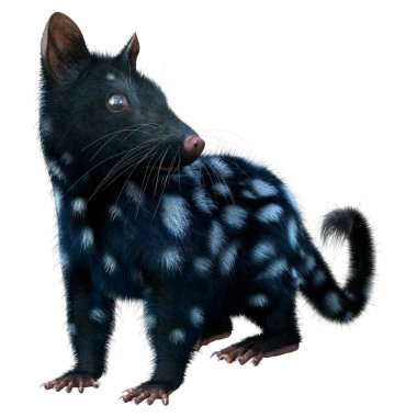 Beyaz arka planda izole edilmiş siyah bir quoll hayvanının ya da yerli bir kedinin 3 boyutlu görüntüsü