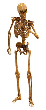 Beyaz arkaplanda izole edilmiş bir insan iskeletinin 3 boyutlu görüntülenmesi