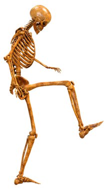 Beyaz arkaplanda izole edilmiş bir insan iskeletinin 3 boyutlu görüntülenmesi