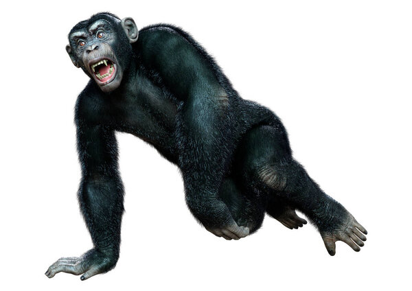 3D rendering of a big black chimpanzee isolated on white background
