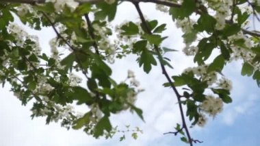 çiçeği ağaç, film