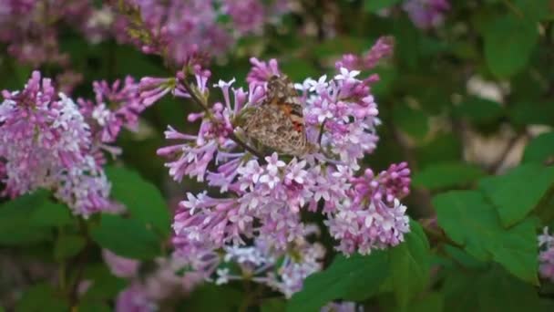 ライラックの花の蝶、映画 — ストック動画