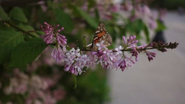 Бабочка на лиловом цветке, кино — стоковое видео