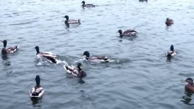 Feed the ducks in the lake, slow motion footage.