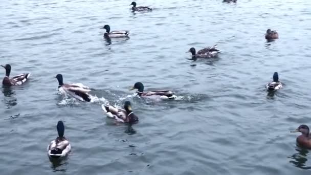Feed the ducks in the lake, slow motion footage. — Αρχείο Βίντεο