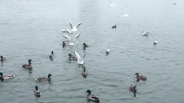 Feed the ducks in the lake, slow motion footage.