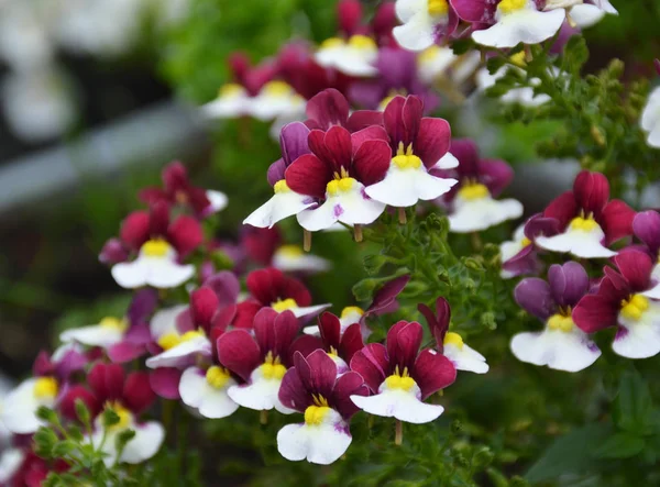 Květiny Okna Budov — Stock fotografie