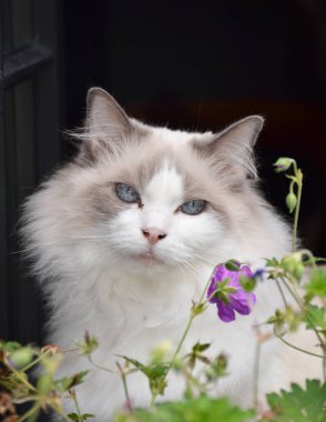 Yerli kedi bir pencere üzerinde oturan portresi