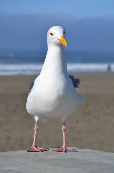 Portrait Une Mouette Sauvage — Photo