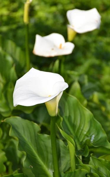 Szczelnie Góry Fotografię Kwiat Calla — Zdjęcie stockowe