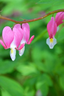 Pasifik kanayan kalp çiçekleri