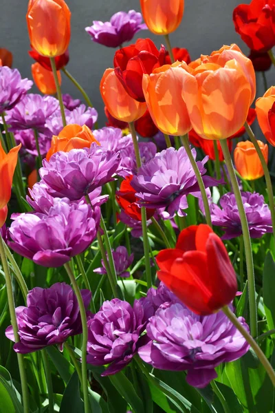Louka Plná Květin Barevný Tulipán — Stock fotografie