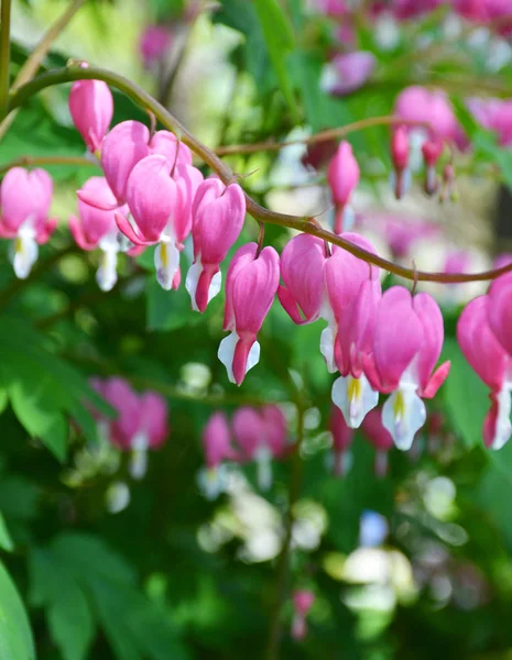 Stillehavsblødende Hjerte Blomster - Stock-foto