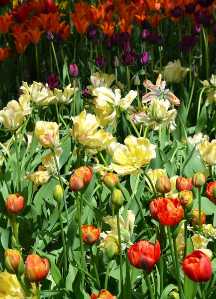 Színes Tulipán Virág Mező — Stock Fotó