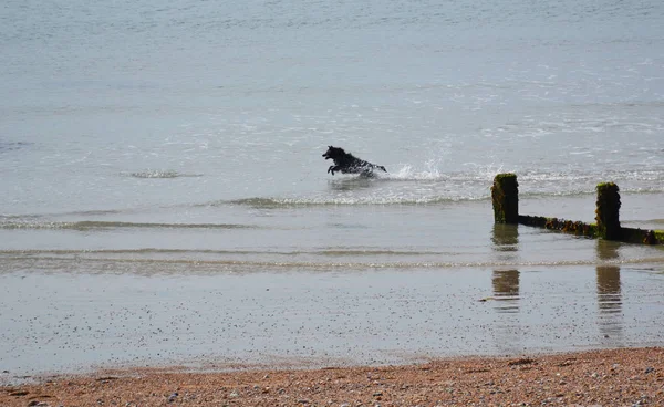 Perro Corriendo Cerca Orilla Del Mar Bognor Regis Reino Unido — Foto de Stock