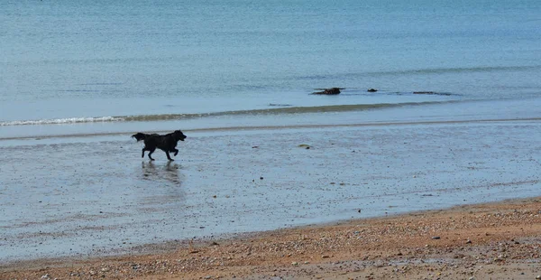 狗在博格诺里吉斯海岸附近奔跑 — 图库照片