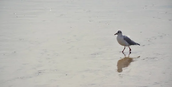 海边附近的小海鸥 — 图库照片