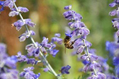 Lavanta çiçeğindeki arı