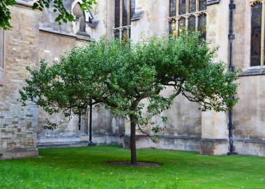 Cambridge 'deki Newton ağacı, İngiltere