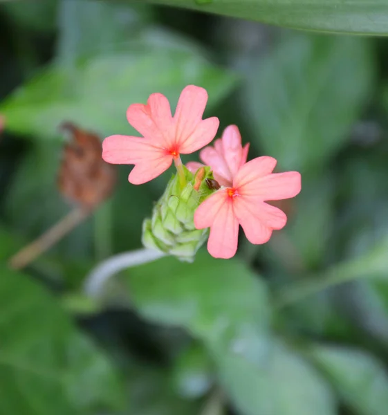 Små Rosa Blommor Botanisk Trädgård — Stockfoto