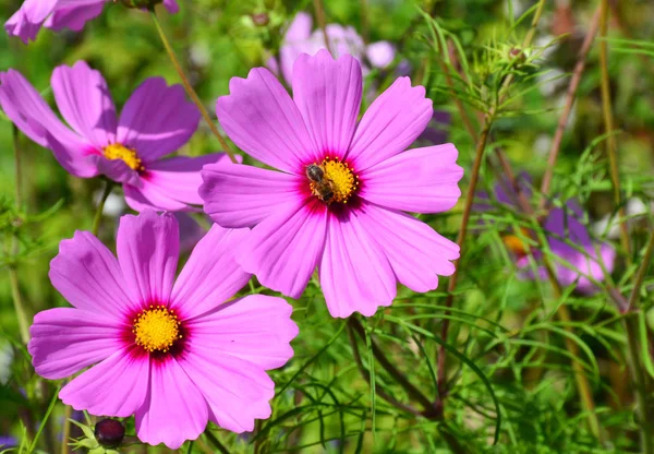 Par Rosa Cosmos Blommor Ett Fält — Stockfoto