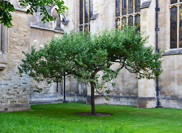 Newton Tree Cambridge Wielka Brytania — Zdjęcie stockowe