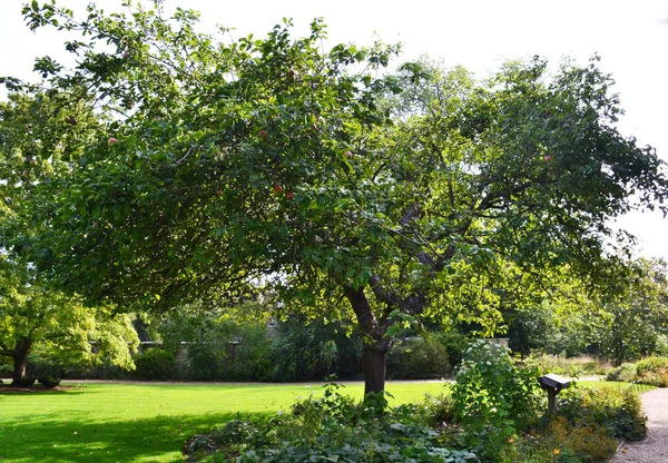 Pommier Dans Jardin Botanique Cambridge Descendant Arbre Newton — Photo