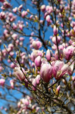 Spring blooms in Central Park. Pink magnolia flowers bloom against a clear blue sky in Central Park, spreading joy to spring visitors.