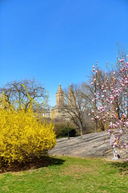 Central Park siluetinde bahar. Açık mavi gökyüzü ve baharda Central Park 'ta yükselen binaların aksine çiçek açan parlak çiçekler..