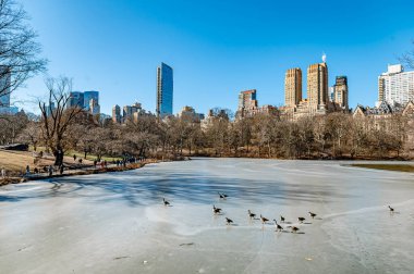 New York, ABD, 8 Ekim 2024, Central Park siluetinde kış. Ördekler, açık bir kış gününde Central Park 'taki donmuş gölün üzerinden şehrin ufuk çizgisi zemininde hareket ederler..