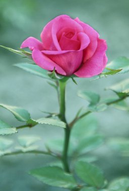 Bahçedeki narin pembe gül