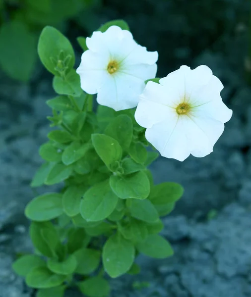 Fleurs Pétunia Fleuries Vue Rapprochée — Photo