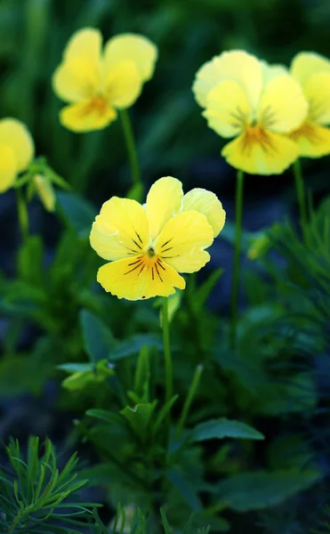 Blooming viola flowers in a flower bed