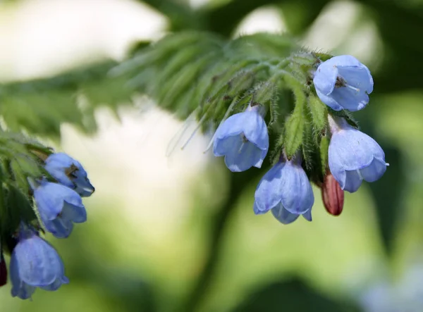 Lungwort veya pulmonaria çiçek, görünümü kapatın