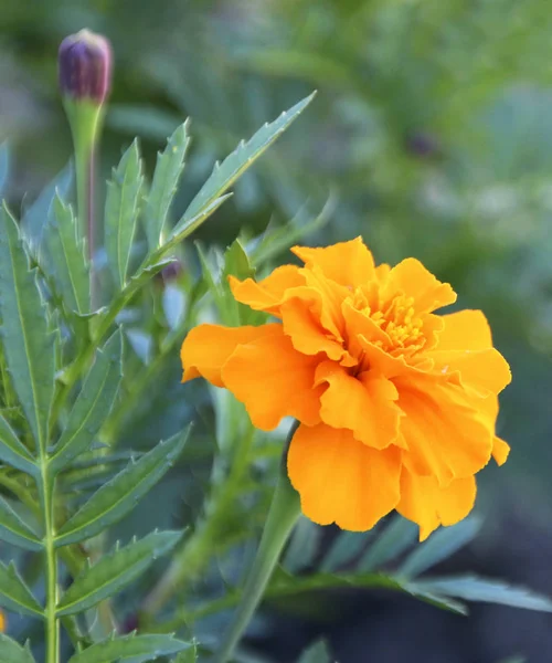 Kadife çiçeği veya tagetes çiçek açan çiçekler