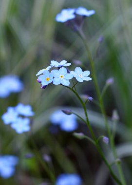 Unutma çiçekler, kapatmak - görünümü
