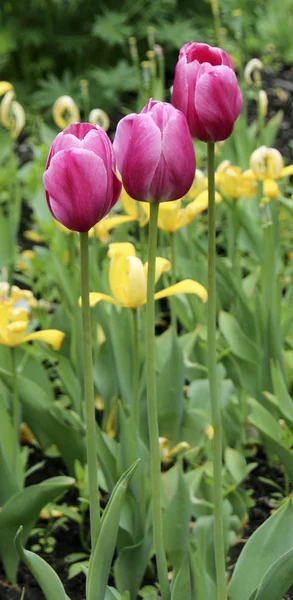 Blooming Tulips Flowerbed — Stock Photo, Image