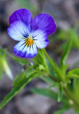 Viola çiçek, çiçek açan yakın - bakış