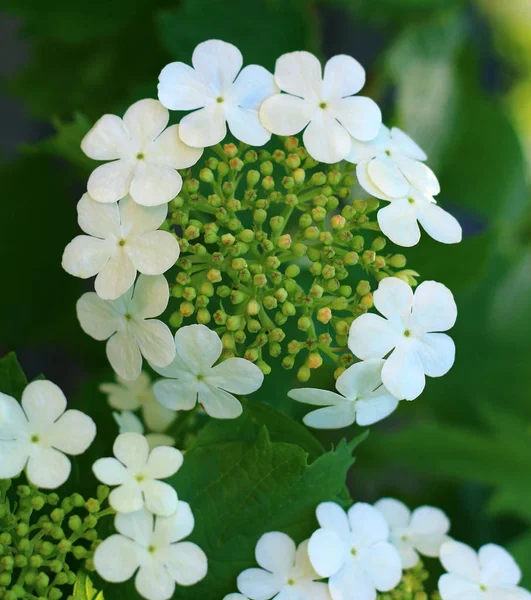 Blommande Pilen Trä Kallas Även Viburnum Eller Snöboll Träd Nära — Stockfoto