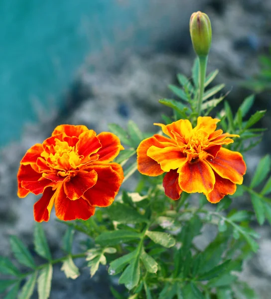 Blooming Marigold Also Known Tagetes Flowers — Stock Photo, Image