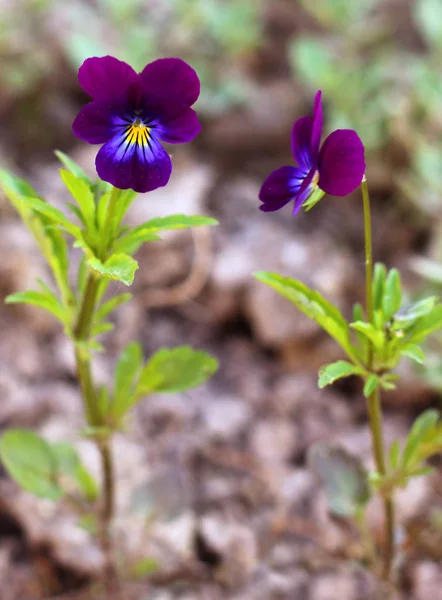 Blooming viola flower, close - up view