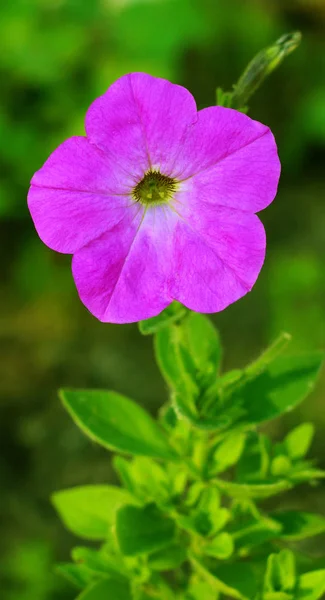 Vue Rapprochée Fleur Pétunia Fleurs — Photo