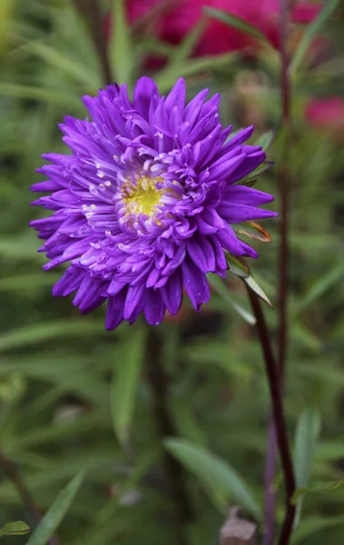 Фиолетовый Цветок Крупным Планом — стоковое фото