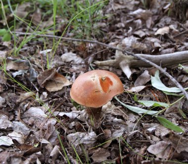 Kahverengi huş çörek mantar yerdeki orman yakın bakış